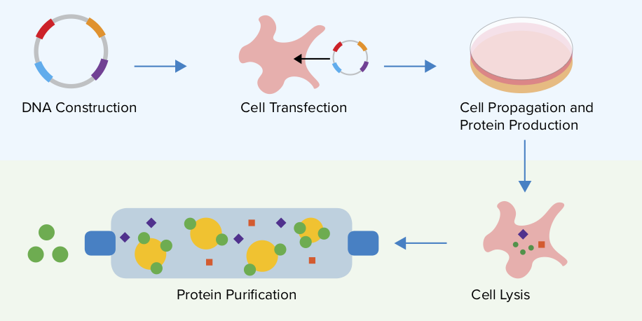 Plasmids 101: Protein Expression